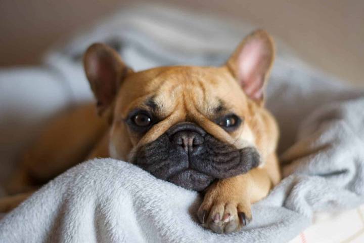 15 Dog Breeds That Constantly Steal Blankets, Socks, And Hearts