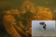 'Ultra rare' 1-in-30-million orange lobster returns to the sea after discovery in NY supermarket: video