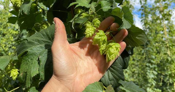 Lúpulo con sello Patagonia: historia, crisis y futuro de un cultivo único en el país