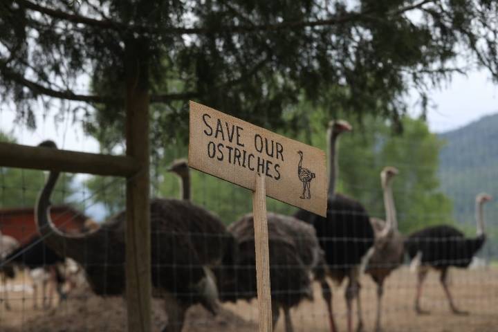 BC ostrich farm pleads with court for another stay of execution