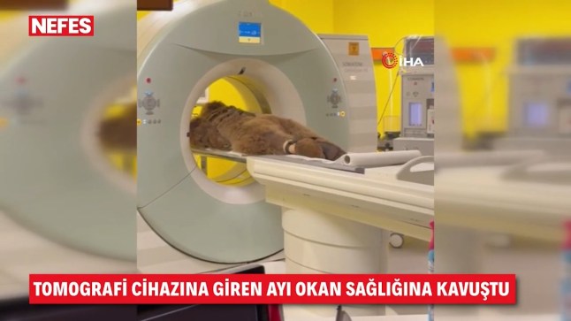 Bear weighing 200 pounds taken to hospital after overindulging on fruit