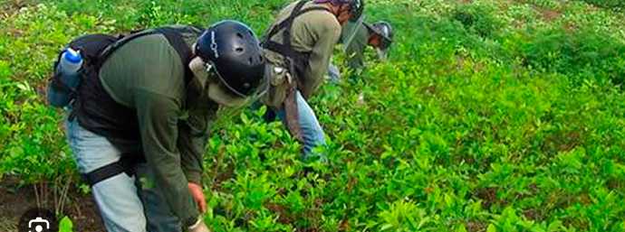 SIN APOYO: Estados Unidos descertifica a Colombia en la lucha antidrogas, estos son los alcances de la decisión