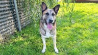 Meet Zarza: A Playful Shepherd Ready For Adventure