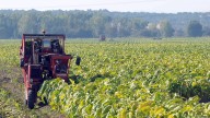 La Junta defiende en Nápoles la defensa del cultivo del tabaco frente a los recortes de la PAC por su impacto en el empleo local