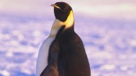 Penguins commit adultery