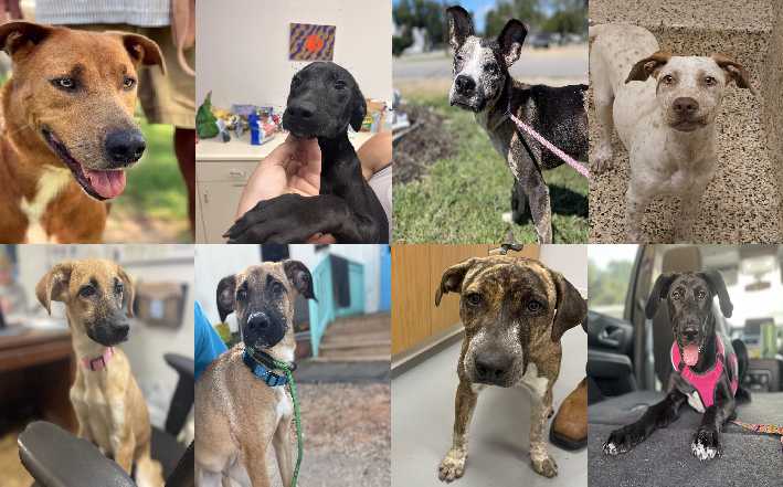 Midlands Pup Shots! September 25