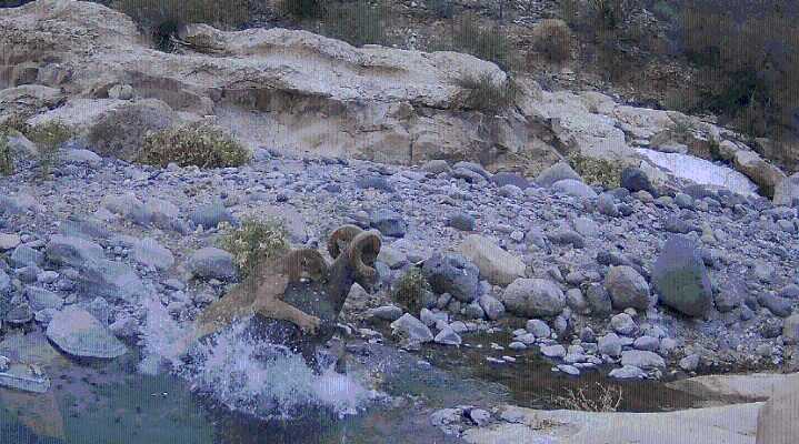 Cougar attack on ram captured by wilderness camera in Baja
