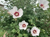GARDEN CLIPPINGS: Rose of Sharon adaptable to drought and poor soil