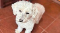 Buscan a Mili, una perrita perdida en el barrio Santa Clara: se ofrece recompensa