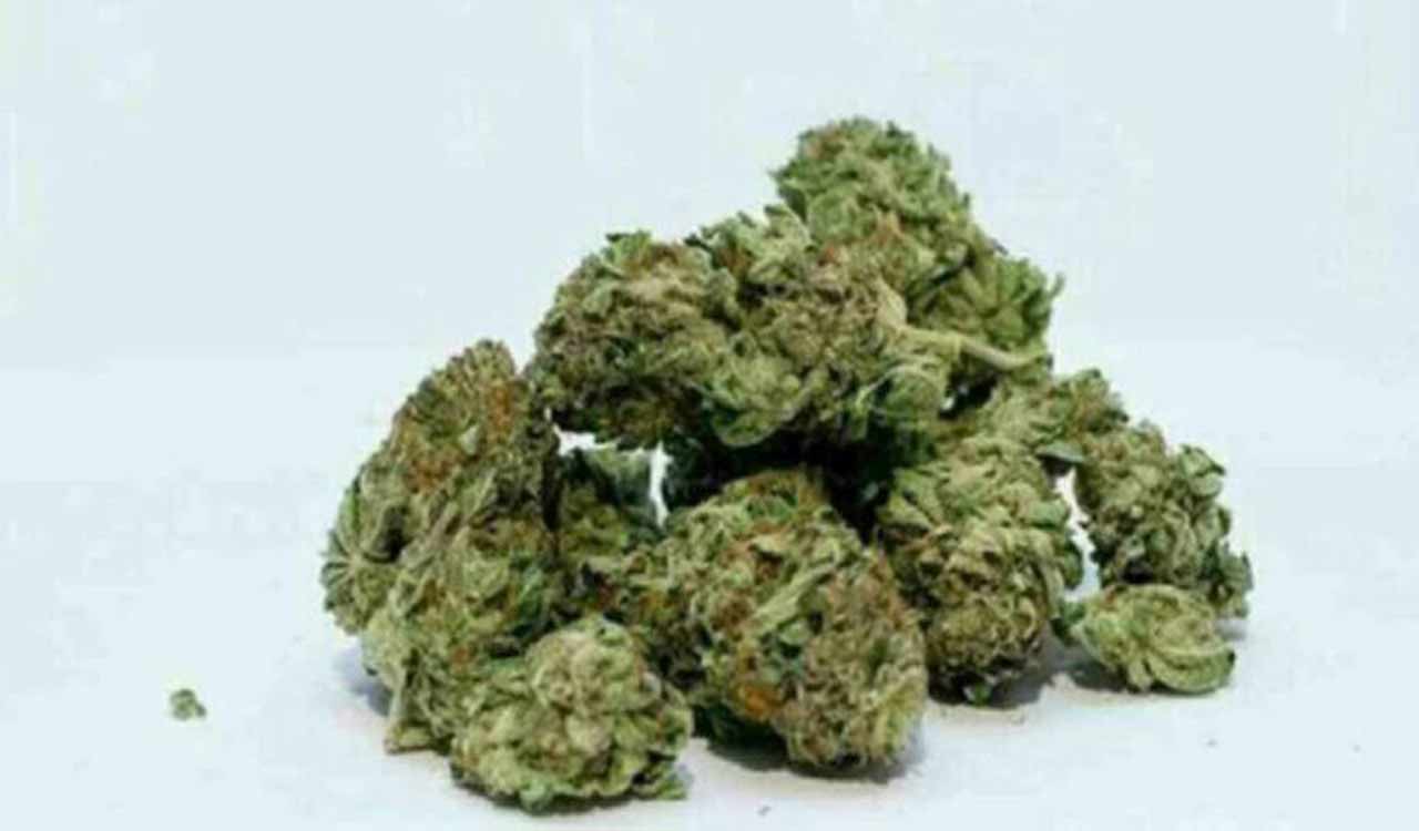 Rachakonda Police bust interstate drug racket in Hyderabad, seize ganja worth Rs. 6.2 cr