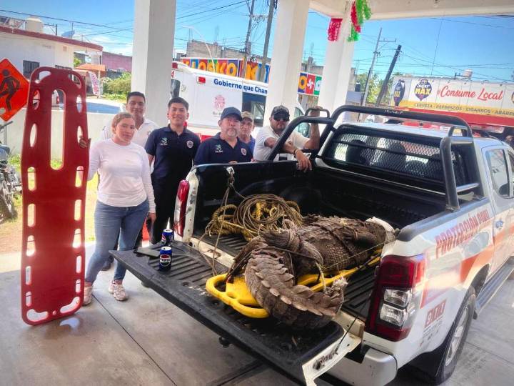GIGANTESCO COCODRILO SE PASEABA EN LAS CALLES DE SAN BLAS