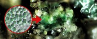 Microbe That Can Eat Mars Dust And Make Oxygen Could Be a Great Space Pet