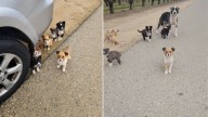 California Driver Stunned To Find Mama Dog And Puppies Dumped In Orchard And Pleading For Rescue