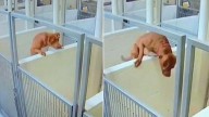Minnesota Pittie Caught On Camera Leaping Kennel Wall To Reunite With Her Best Friend