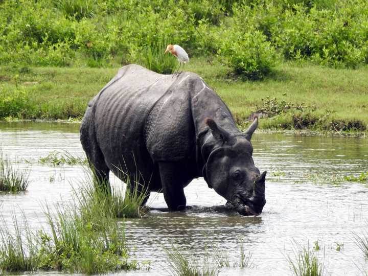 Kaziranga National Park opens Bagori Range for tourists