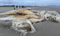 Apareció una enorme criatura misteriosa en una playa de Gran Bretaña
