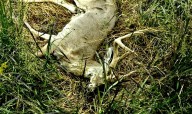 EHD continues, but W.Va. DNR has no plans to change hunting seasons