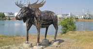 Metal-art moose is the latest addition to the River's Edge Trail