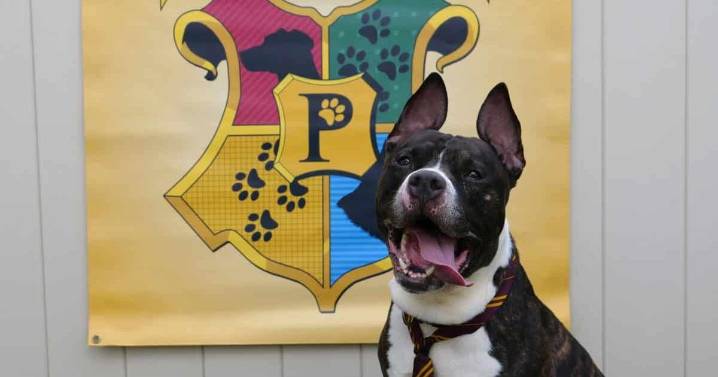 Welcome to Pawgwarts, where shelter dogs are sorted by heart, not by breed