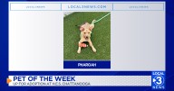 Pharoah the dog up for adoption at the Humane Educational Society of Chattanooga