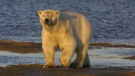 Nonprofit coordinating Arctic research will shut down as federal funding dries up