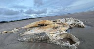 Mystery over giant creature washed up on UK beach as locals say 'Nessie on walkabout'