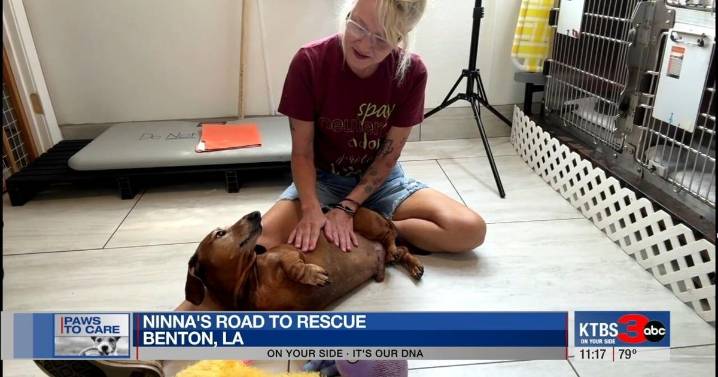 Paws to Care: Ninna's Road to Rescue