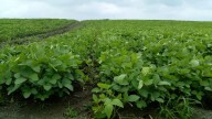Lluvias históricas impulsan siembra récord de soya en Altamira