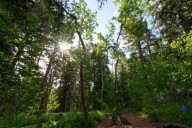 Public surveys to be carried out at national forests in New Mexico through next year