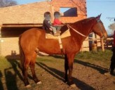 Delincuentes mataron y faenaron a Tomacito, un caballo de paseo en Acha