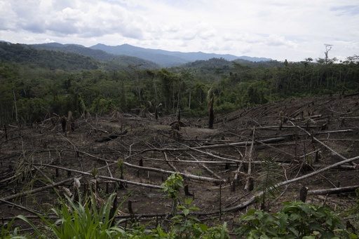 As Amazon’s ‘flying rivers’ weaken with tree loss, scientists warn of worsening droughts