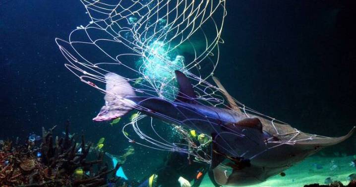 Turtles, dolphins, rays die as shark nets miss target