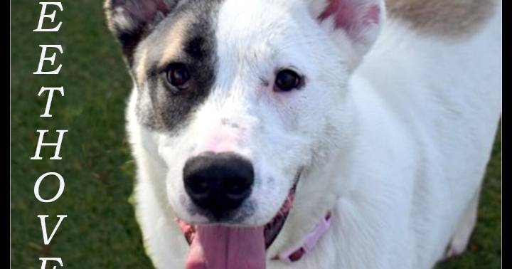 CHA Pet of the Week: Beethoven