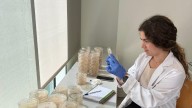De raspas de uva y paja del arroz a envases para carne de cerdo o salmón