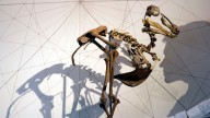 A sixth mass extinction is not looming, study argues. But there’s still cause for concern