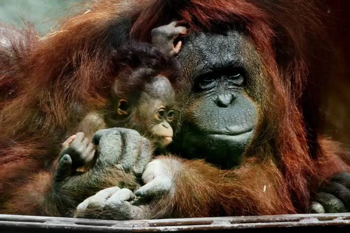 Orangutanes construyen sus nidos por aprendizaje social; observan y practican