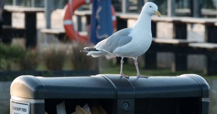 Psycho scumbag seagulls to be targeted with lasers, white noise and spikes to stop attacks