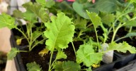 Fall planting season brings fresh opportunities for gardeners