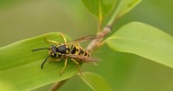 Here's what you need to know about wasps in Canada