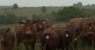 Cowley County ranchers on edge after reports of cattle theft