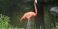 First bill filed in Florida’s 2026 legislative session changes state bird