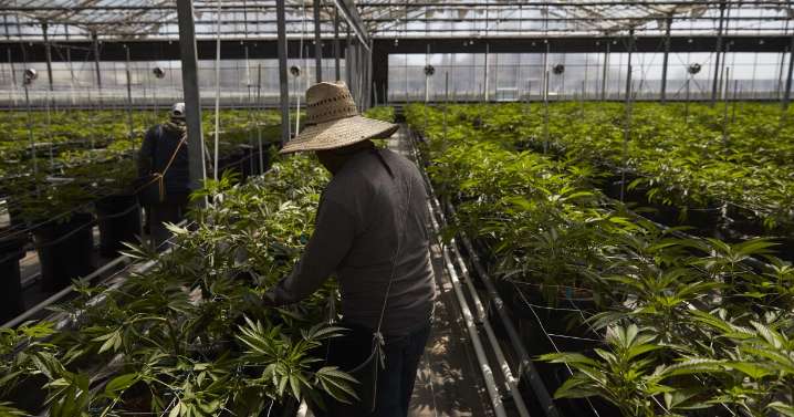 California’s cannabis industry gets a break under new law suspending tax hike