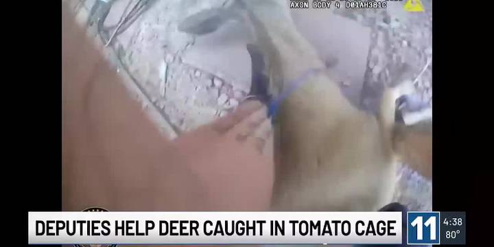 Douglas County deputies help deer caught in tomato cage