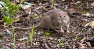 Keep rats from ruining your garden by planting these 3 plants now