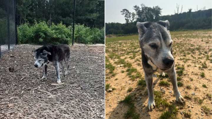 Georgia Senior Dog Facing Euthanasia Finds Hope Thanks To A Remarkable Turn Of Events