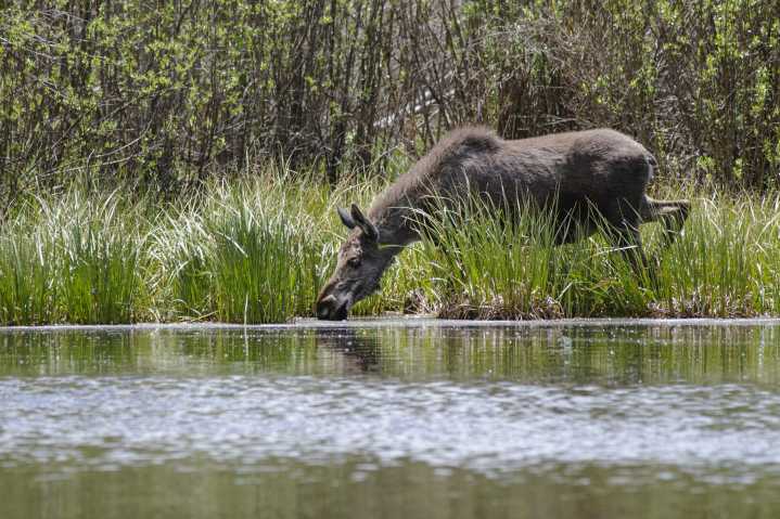 Moose dies in Boulder Canyon cliff fall, State Patrol euthanizes