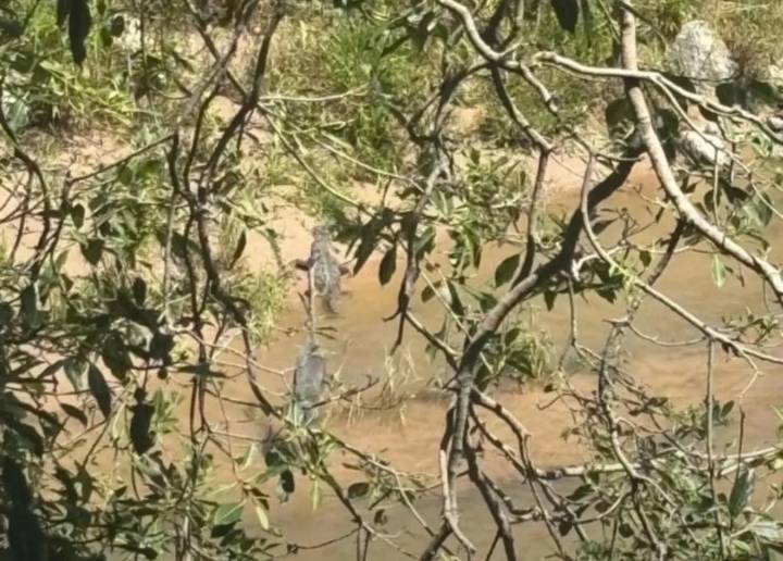 FOTO: Avistan cocodrilo en la playa de Boca de Tomatlán este fin de semana