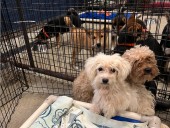 27 dogs rescued from puppy mills to arrive at Mass. shelter this weekend