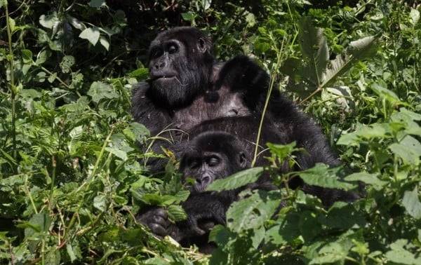 En Uganda, una vibrante economía turística impulsa la conservación de los gorilas de montaña en peligro de extinción