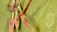 Descubren en Boyacá una nueva especie de orquídea que enciende las alarmas ambientales